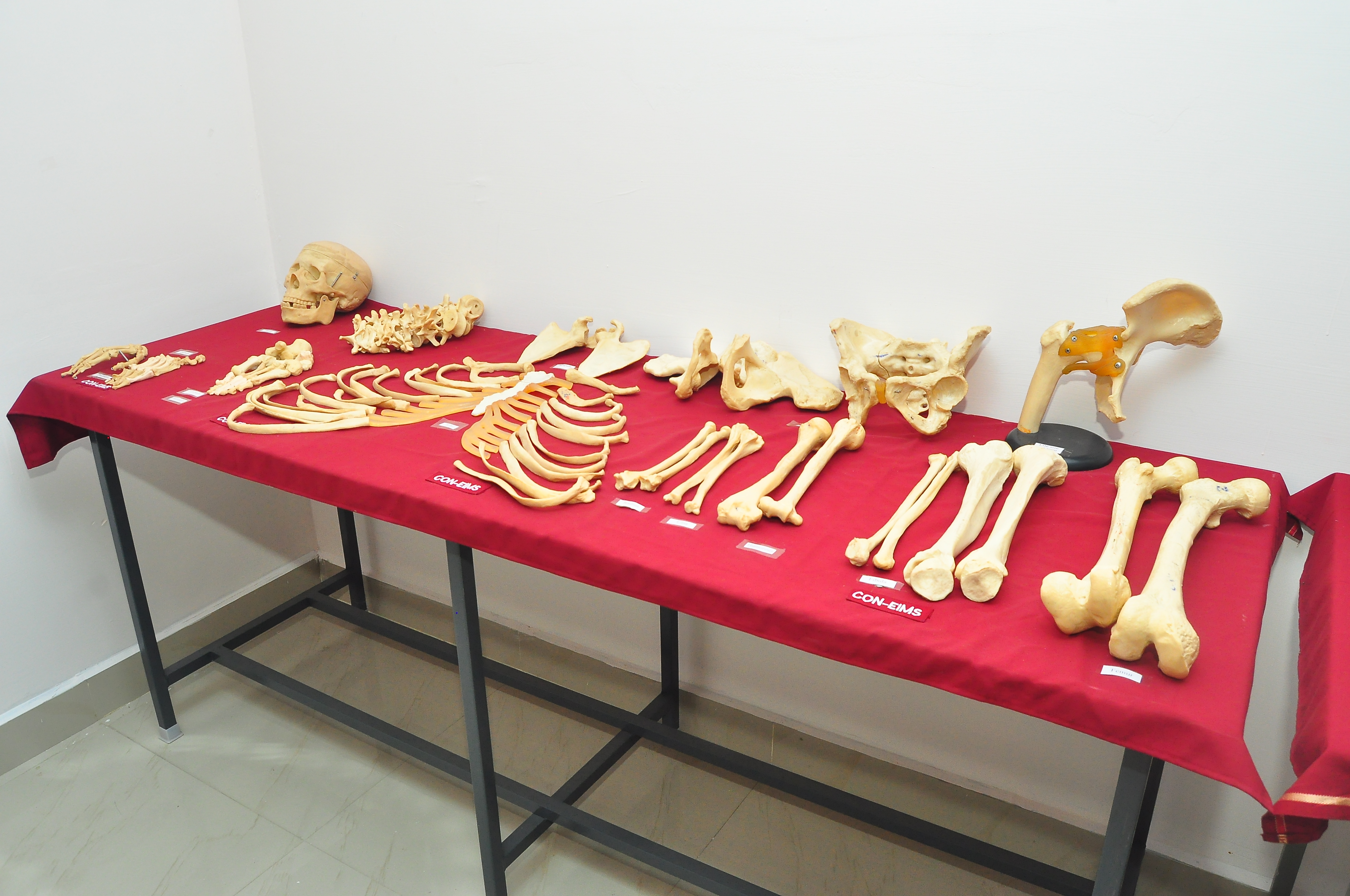 Pre-Clinical Lab 3